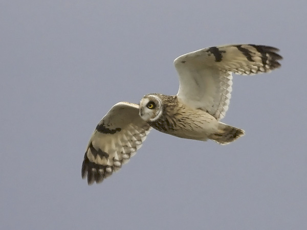 Suopöllö, Short-eared Owl, Asio flammeus